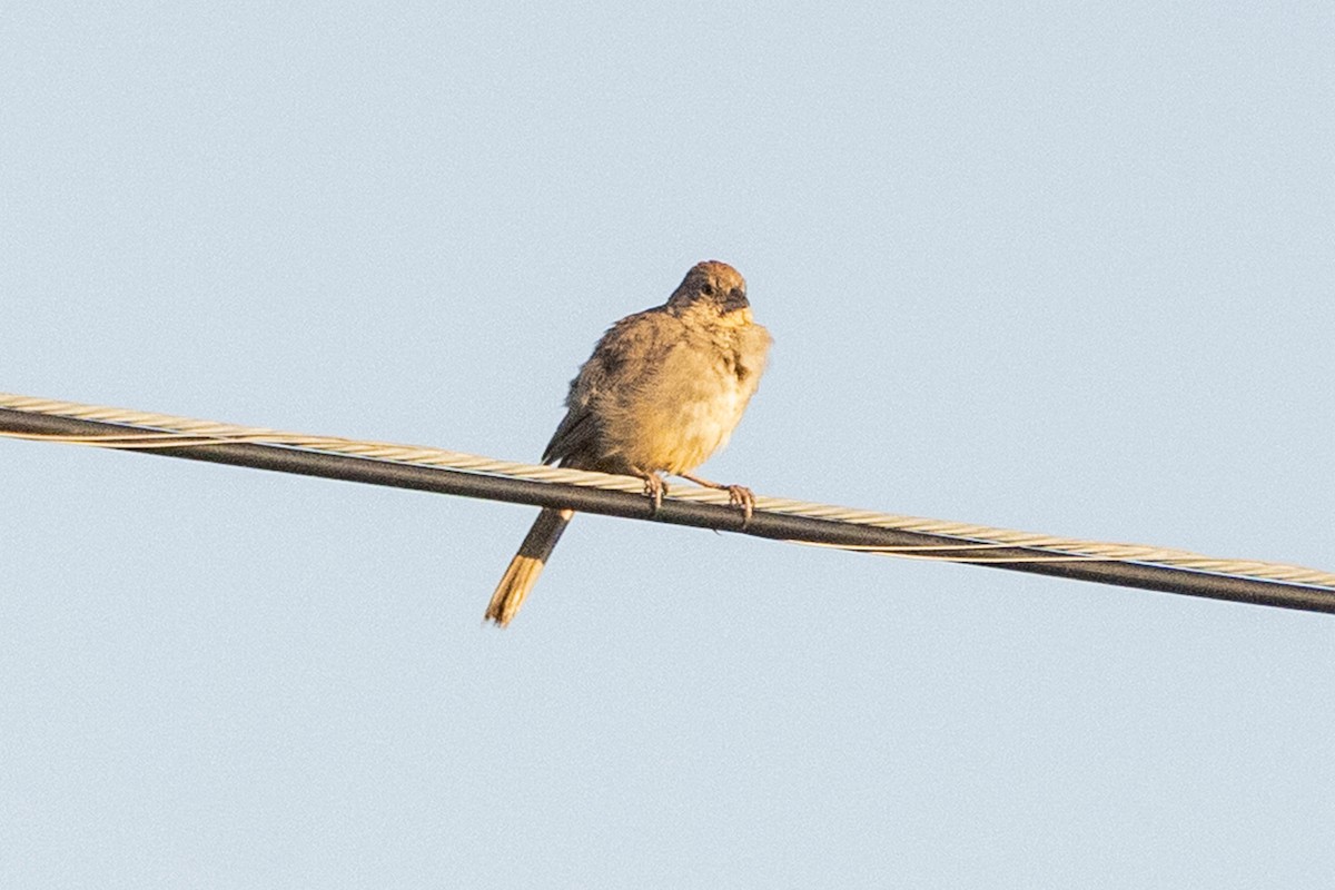 Canyon Towhee - ML641216885