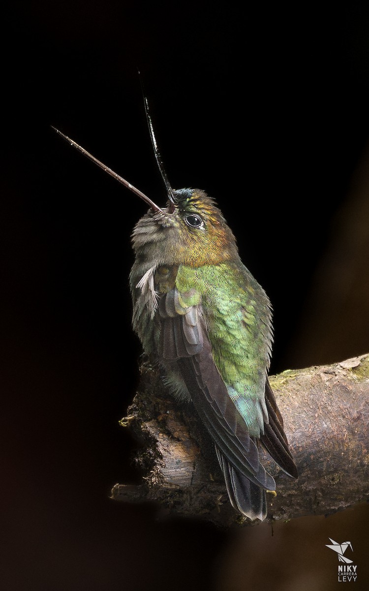 Green-fronted Lancebill - ML641216887