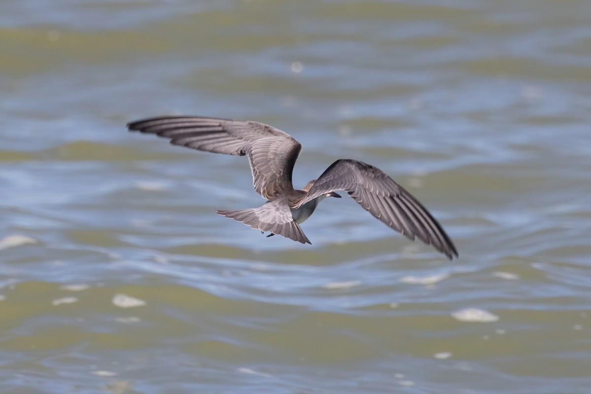Black Tern - ML641216902