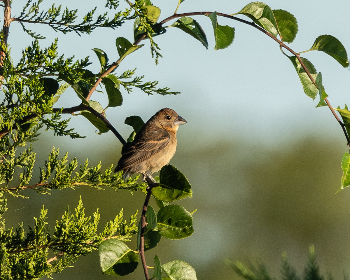 Blue Grosbeak - ML641216916