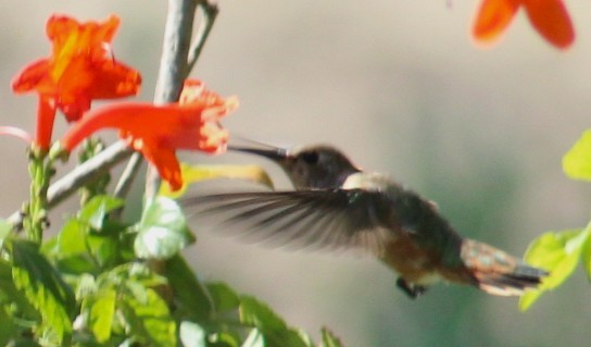 Allen's Hummingbird - ML641216949