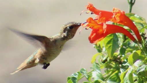Allen's Hummingbird - ML641216950