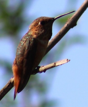 Allen's Hummingbird - ML641216951