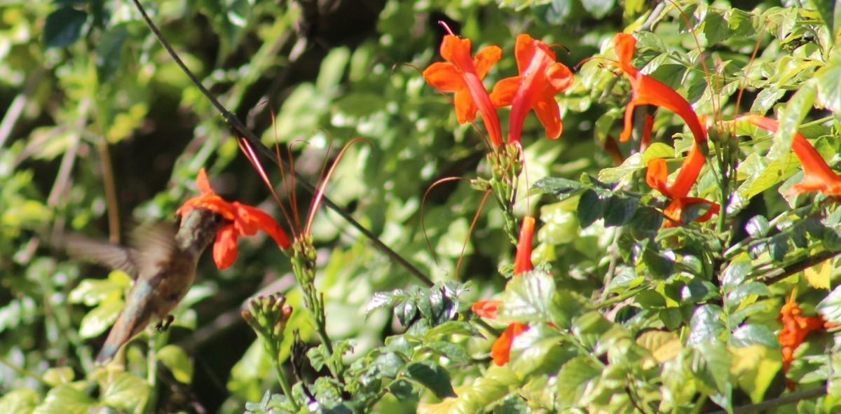 Allen's Hummingbird - ML641216952