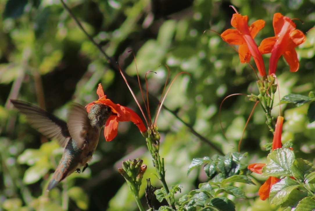 Allen's Hummingbird - ML641216953