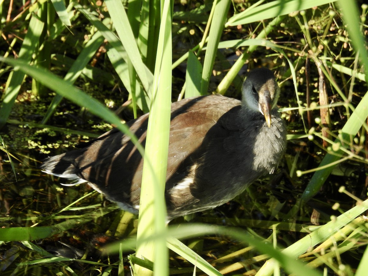 Common Gallinule - ML641216978