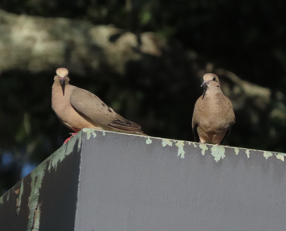 Mourning Dove - ML641216993