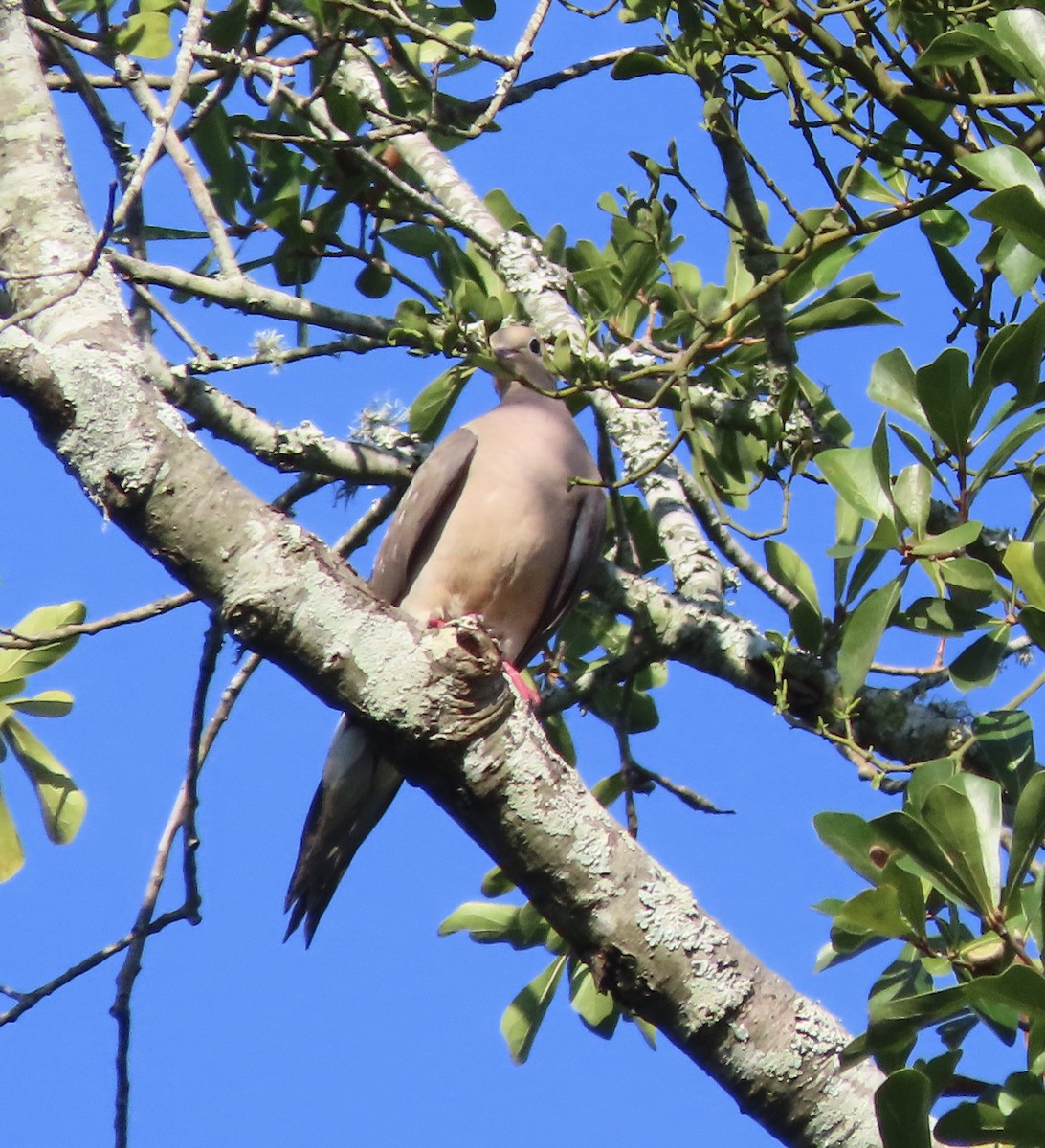 Mourning Dove - ML641216994
