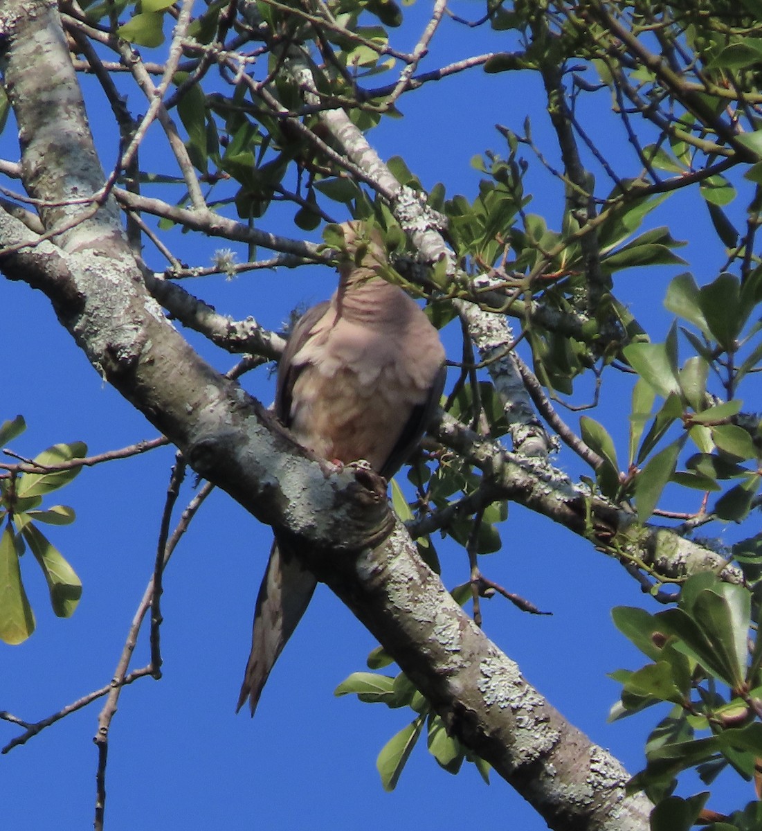 Mourning Dove - ML641216995