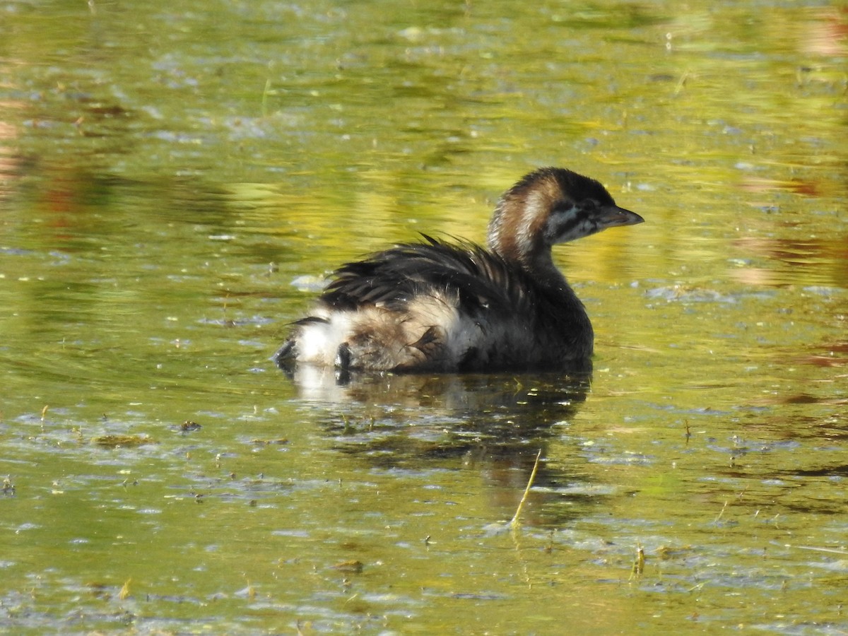 Pied-billed Grebe - ML641216996