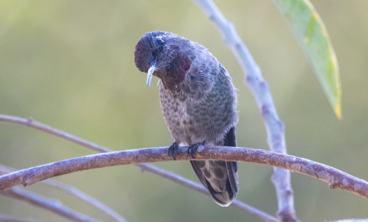 Anna's Hummingbird - ML641216997
