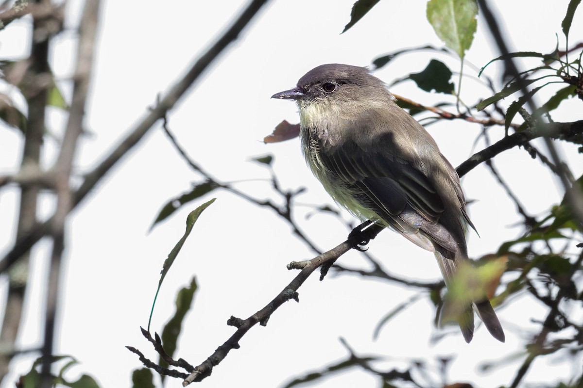 Eastern Phoebe - ML641216998
