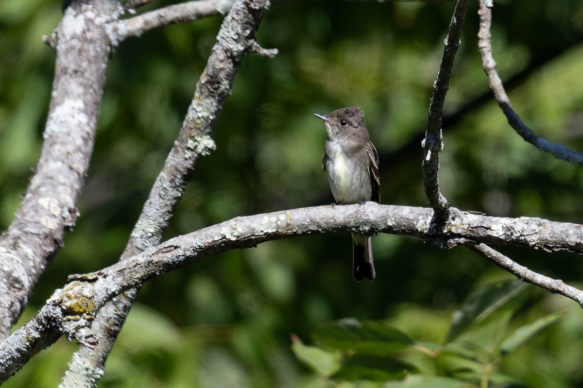Eastern Wood-Pewee - ML641217000