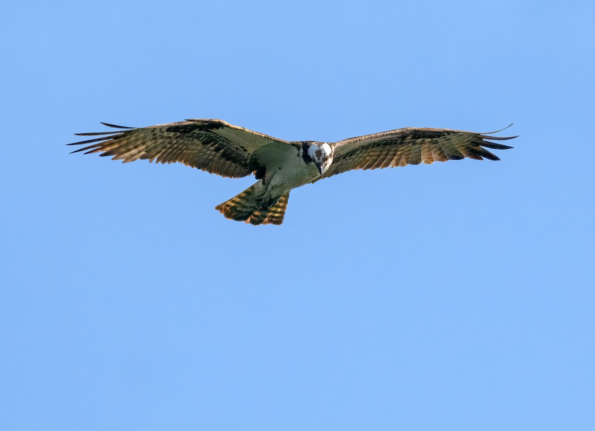 Falco pescatore - ML641217001