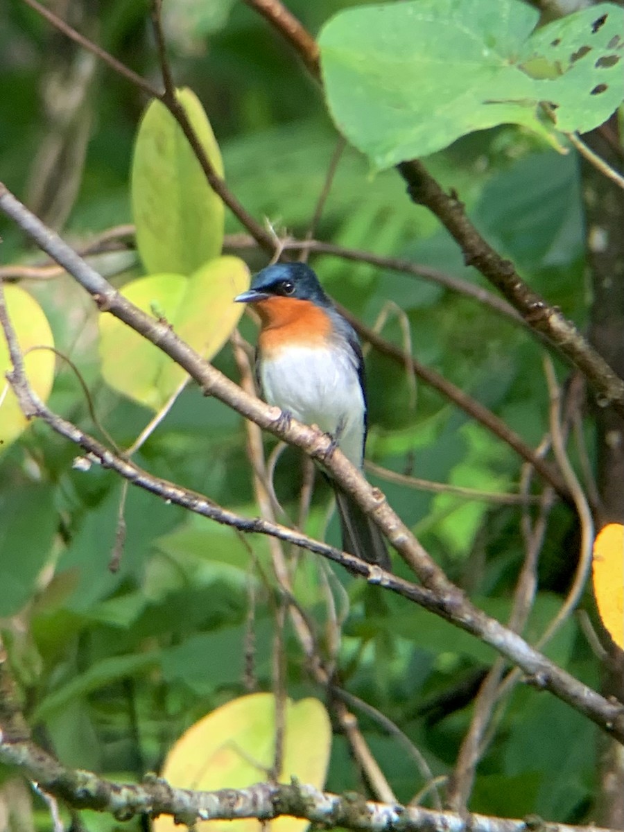 Samoan Flycatcher - ML641217002