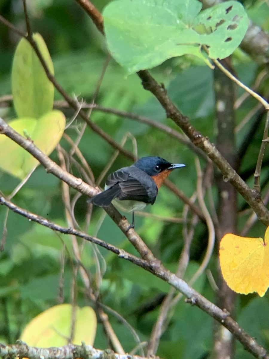 Samoan Flycatcher - ML641217003