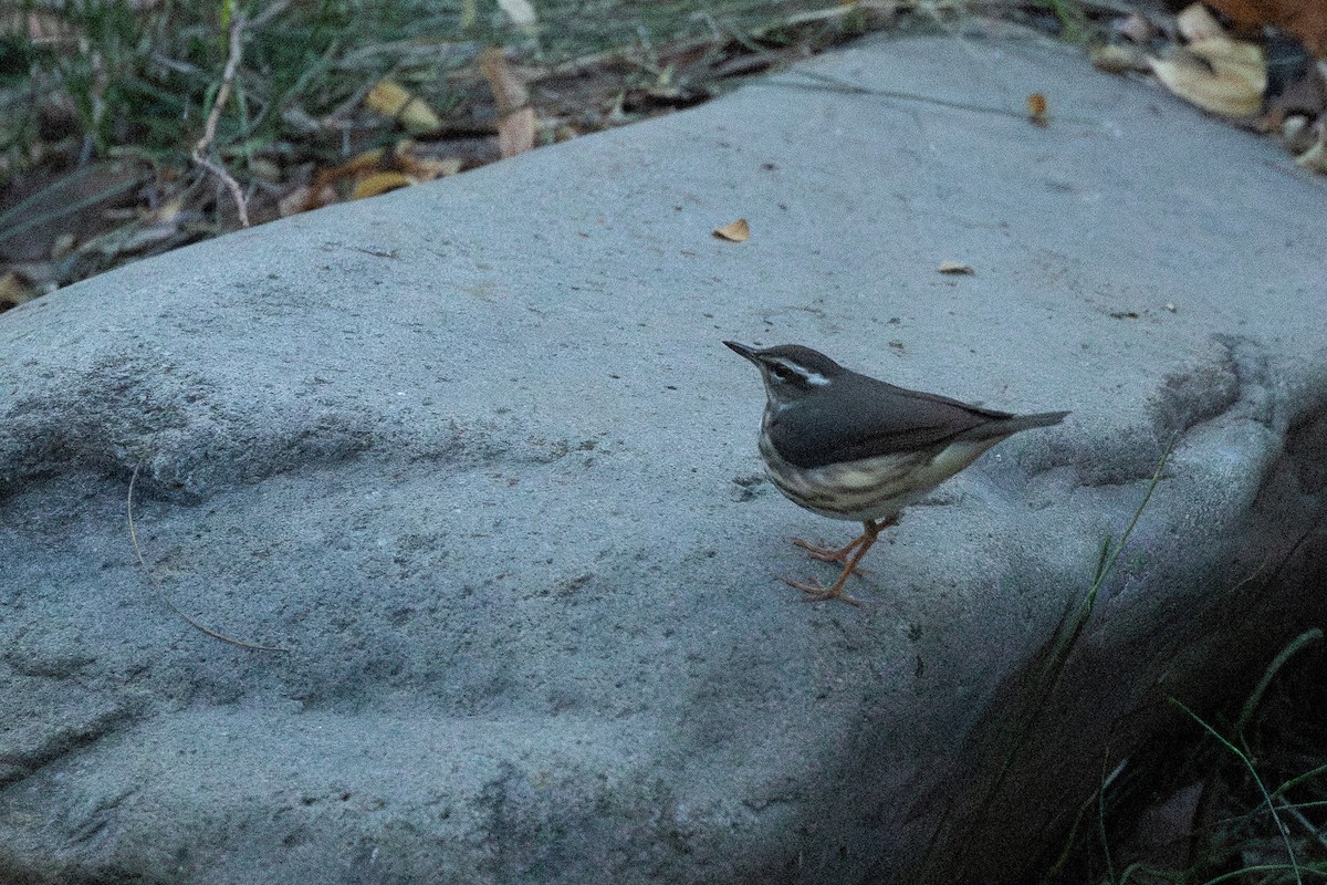 Louisiana Waterthrush - ML641217010