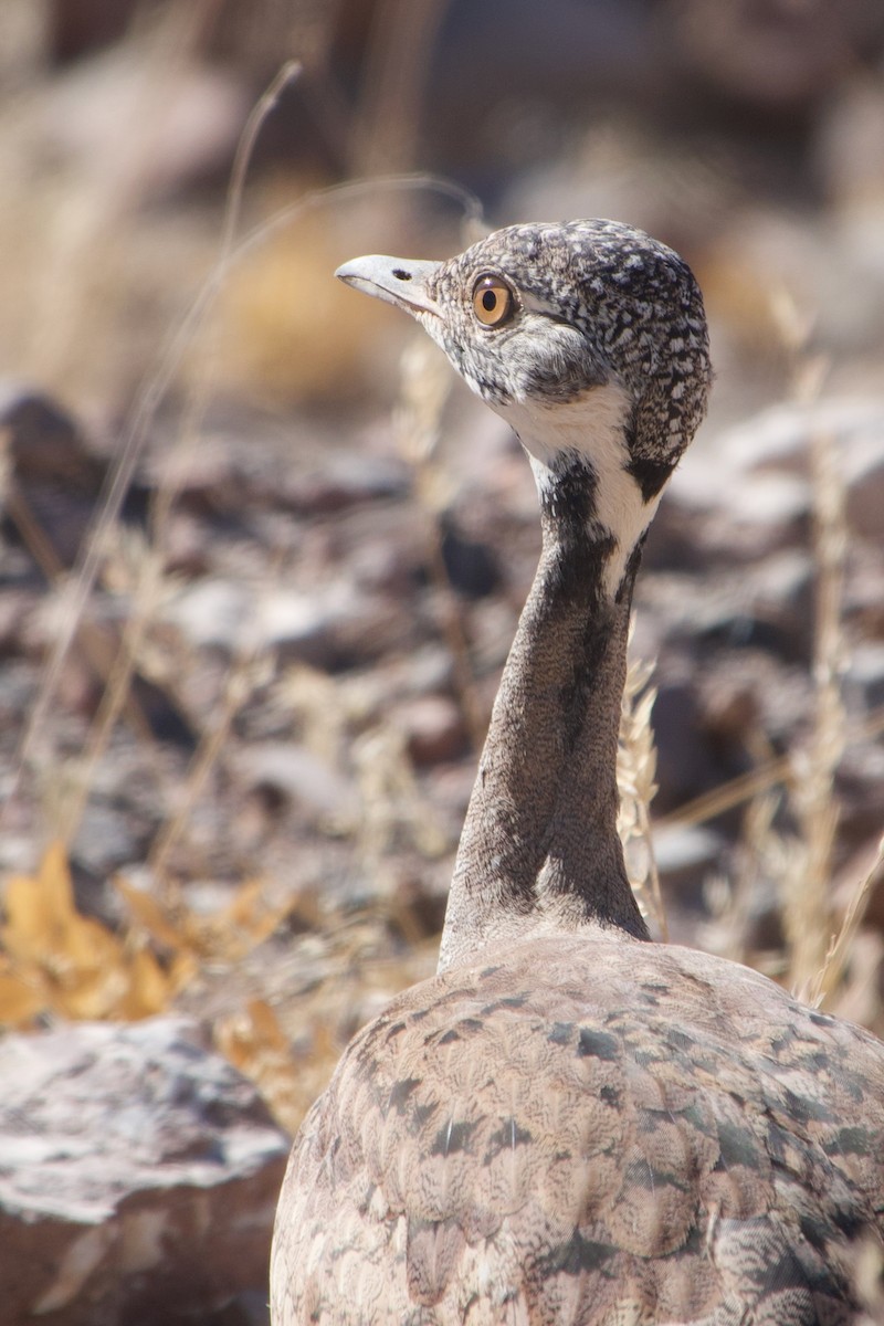 Red-crested Bustard - ML641217012