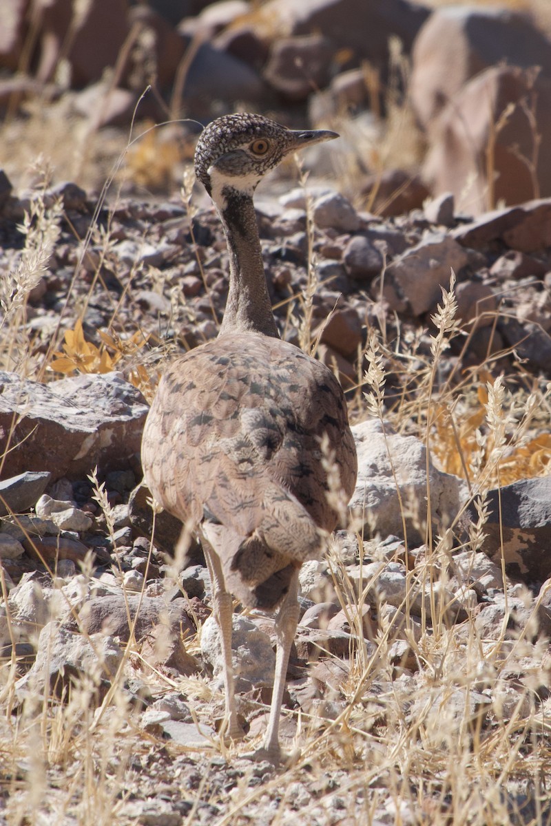 Red-crested Bustard - ML641217013