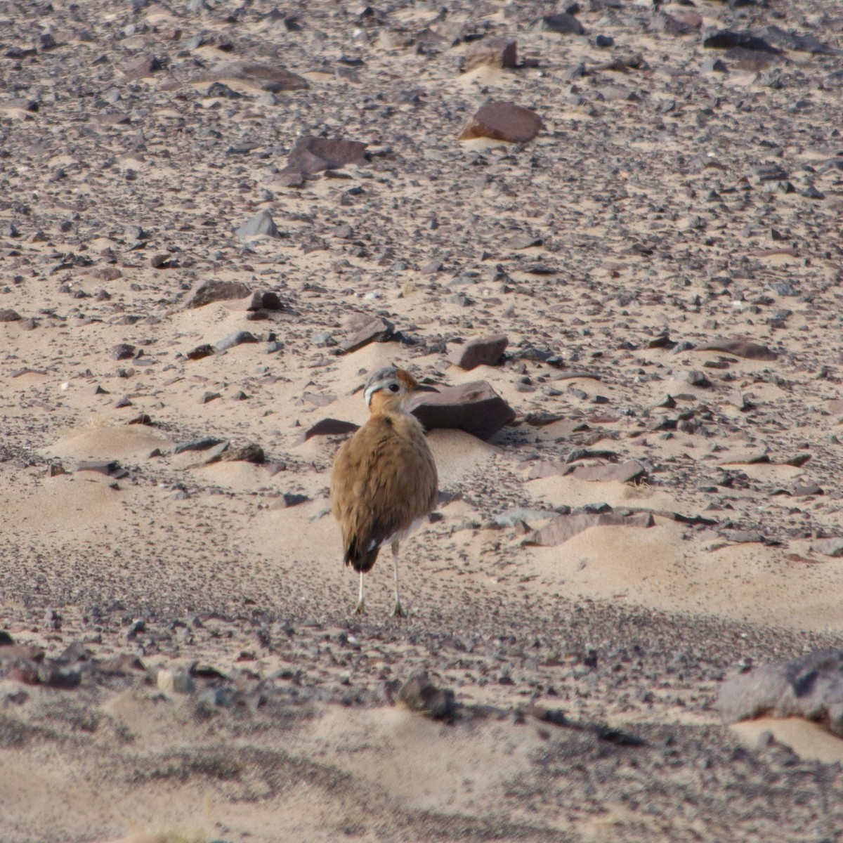 Burchell's Courser - ML641217017