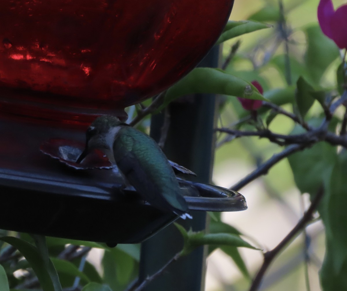 Ruby-throated Hummingbird - ML641217018