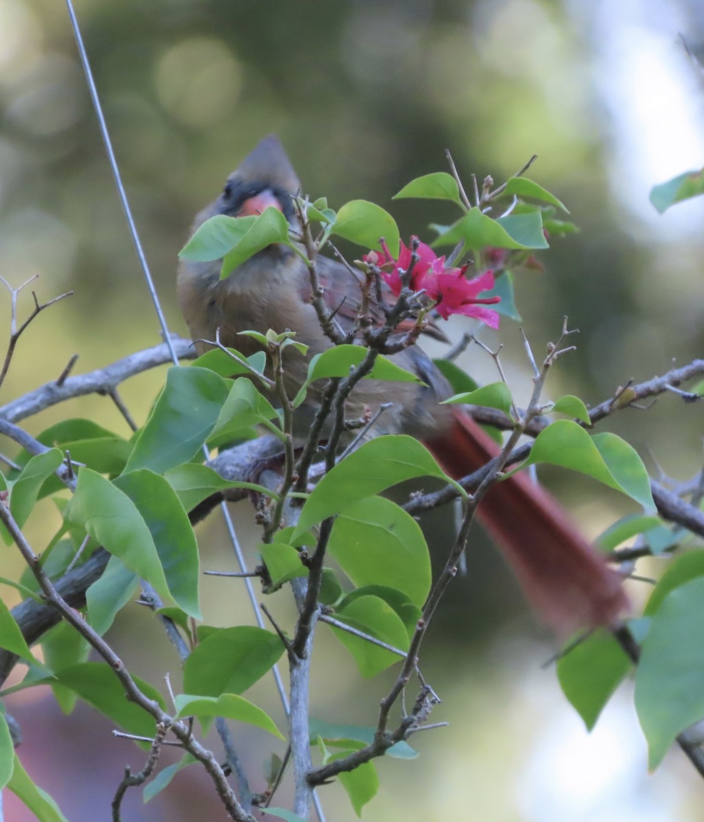 Ruby-throated Hummingbird - ML641217019