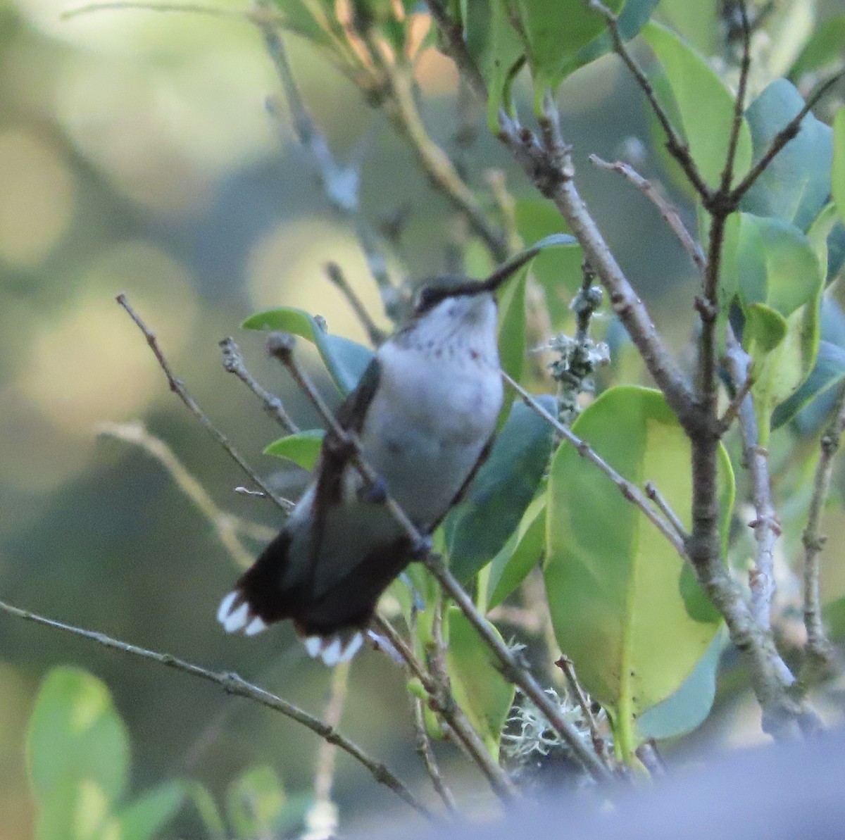 Ruby-throated Hummingbird - ML641217020