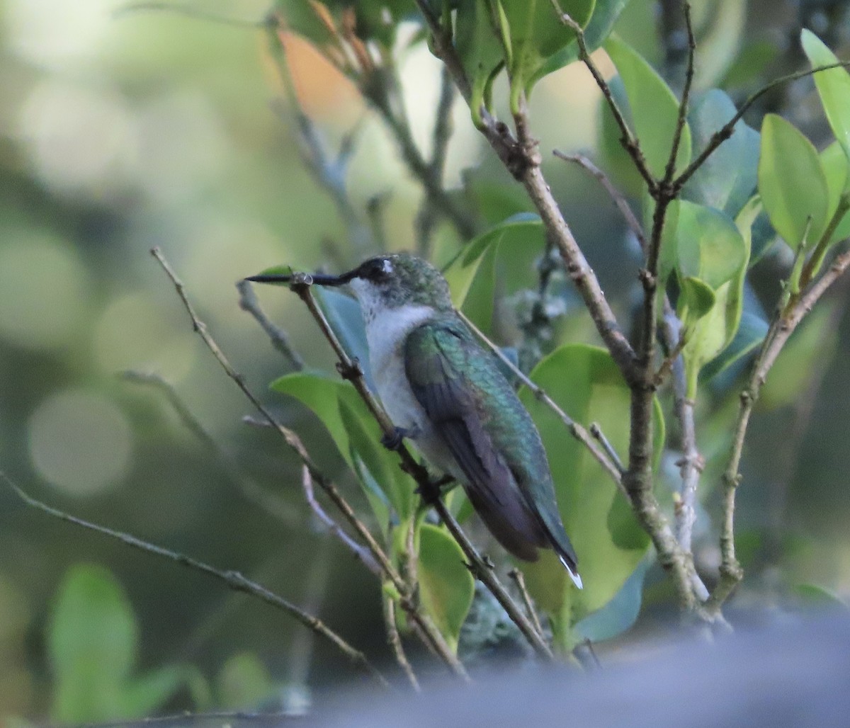 Ruby-throated Hummingbird - ML641217021