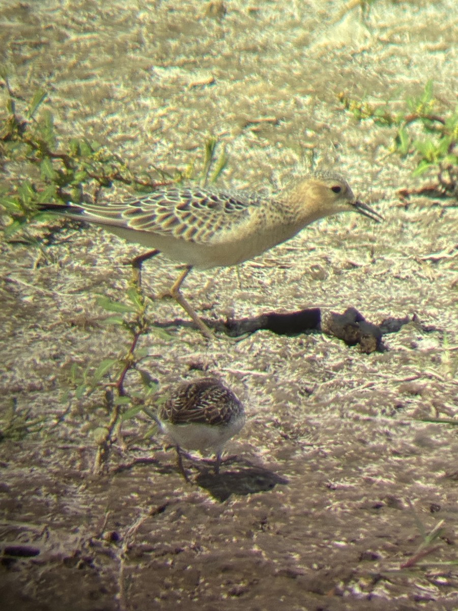 Buff-breasted Sandpiper - ML641217038