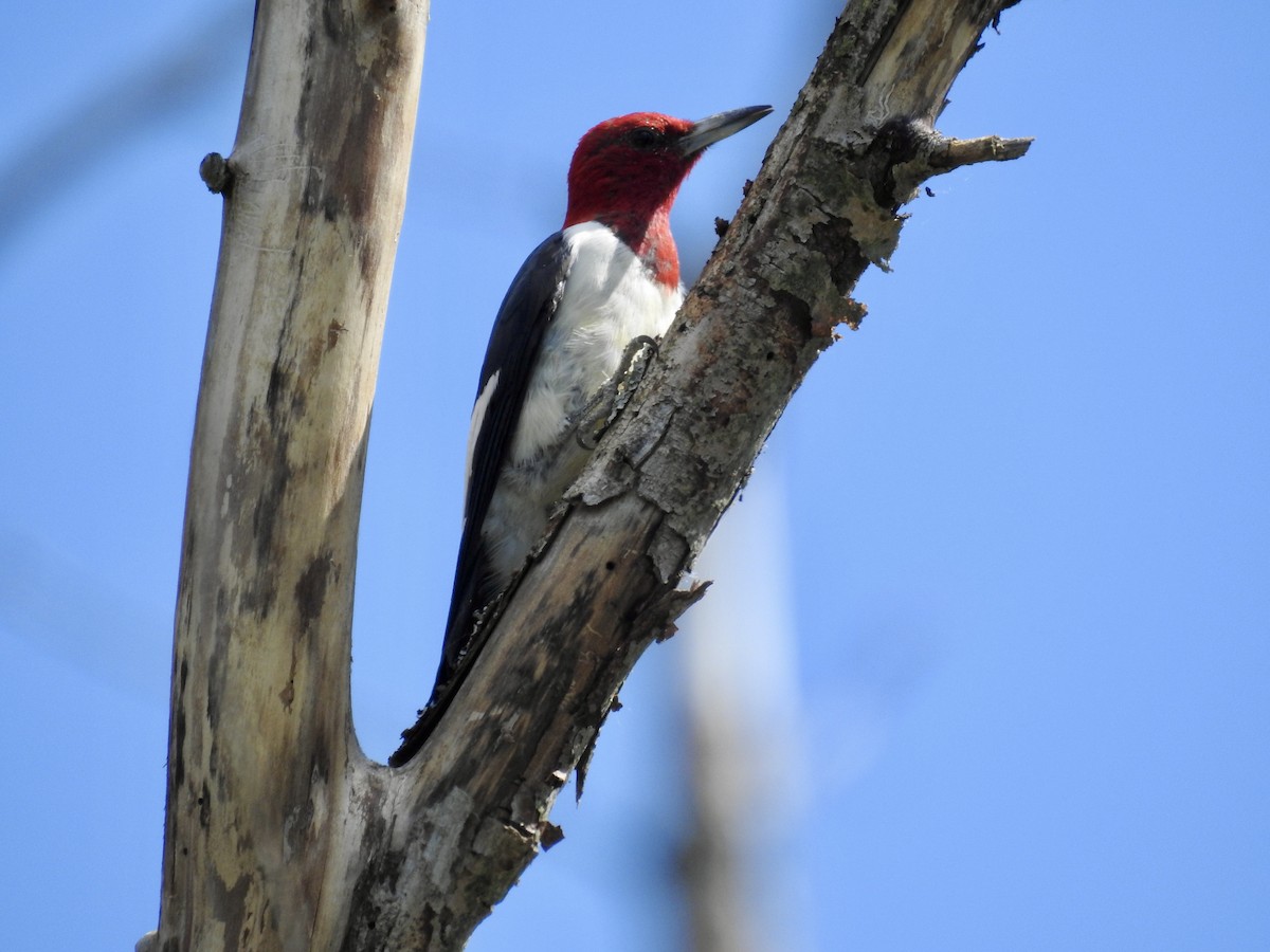 Red-headed Woodpecker - ML641217040