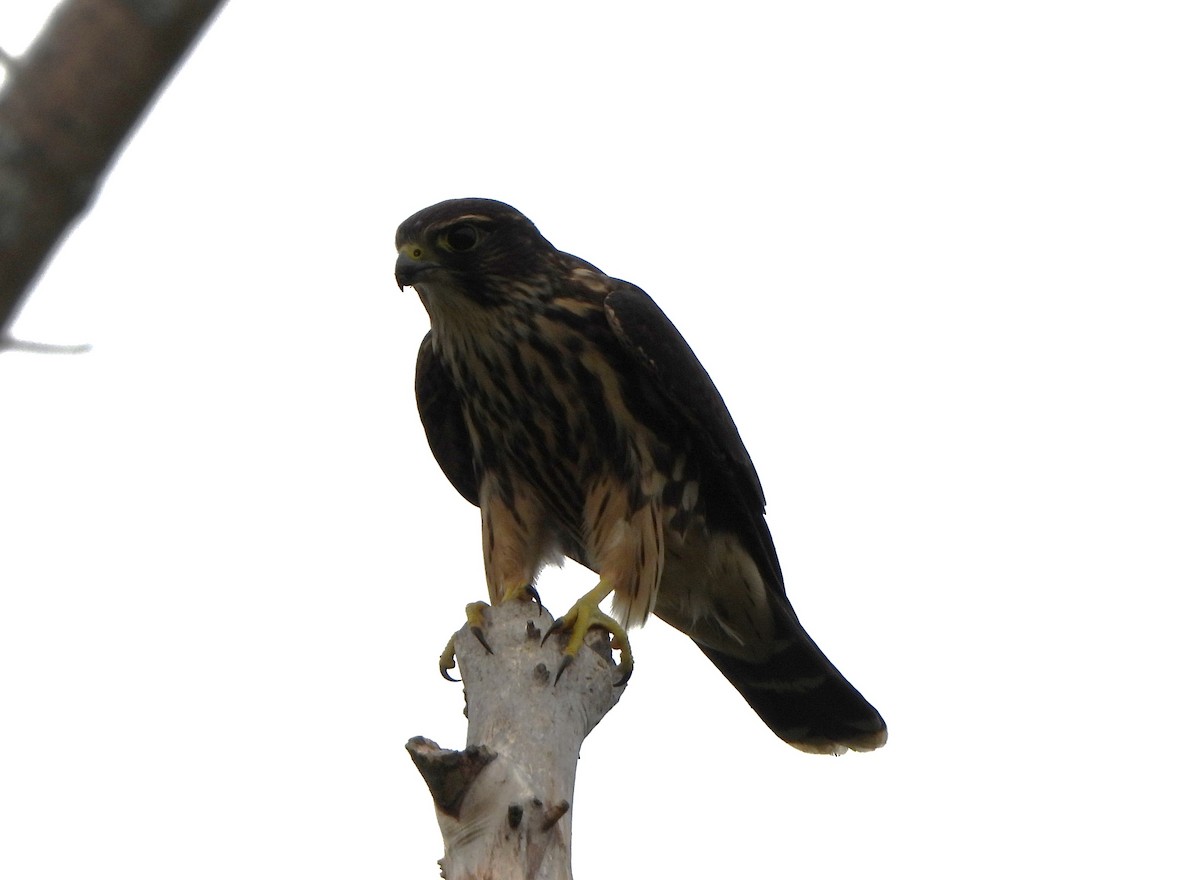 Merlin - ML641217044