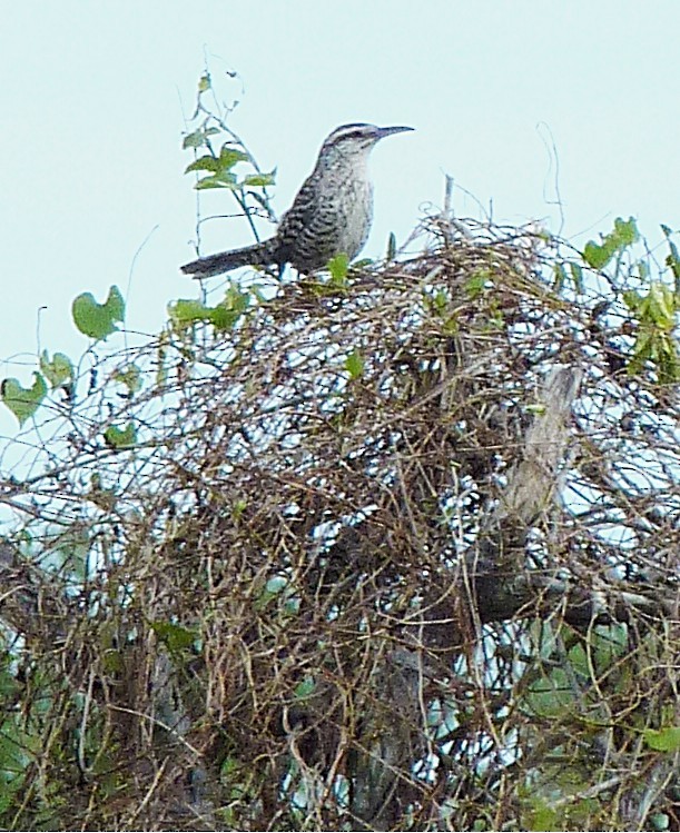 Yucatan Wren - ML641217046