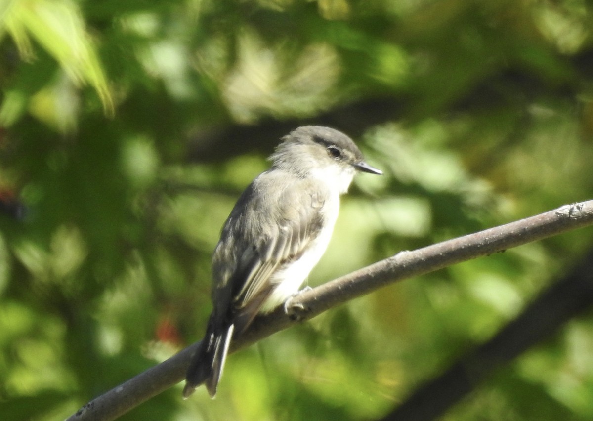 Eastern Phoebe - ML641217047