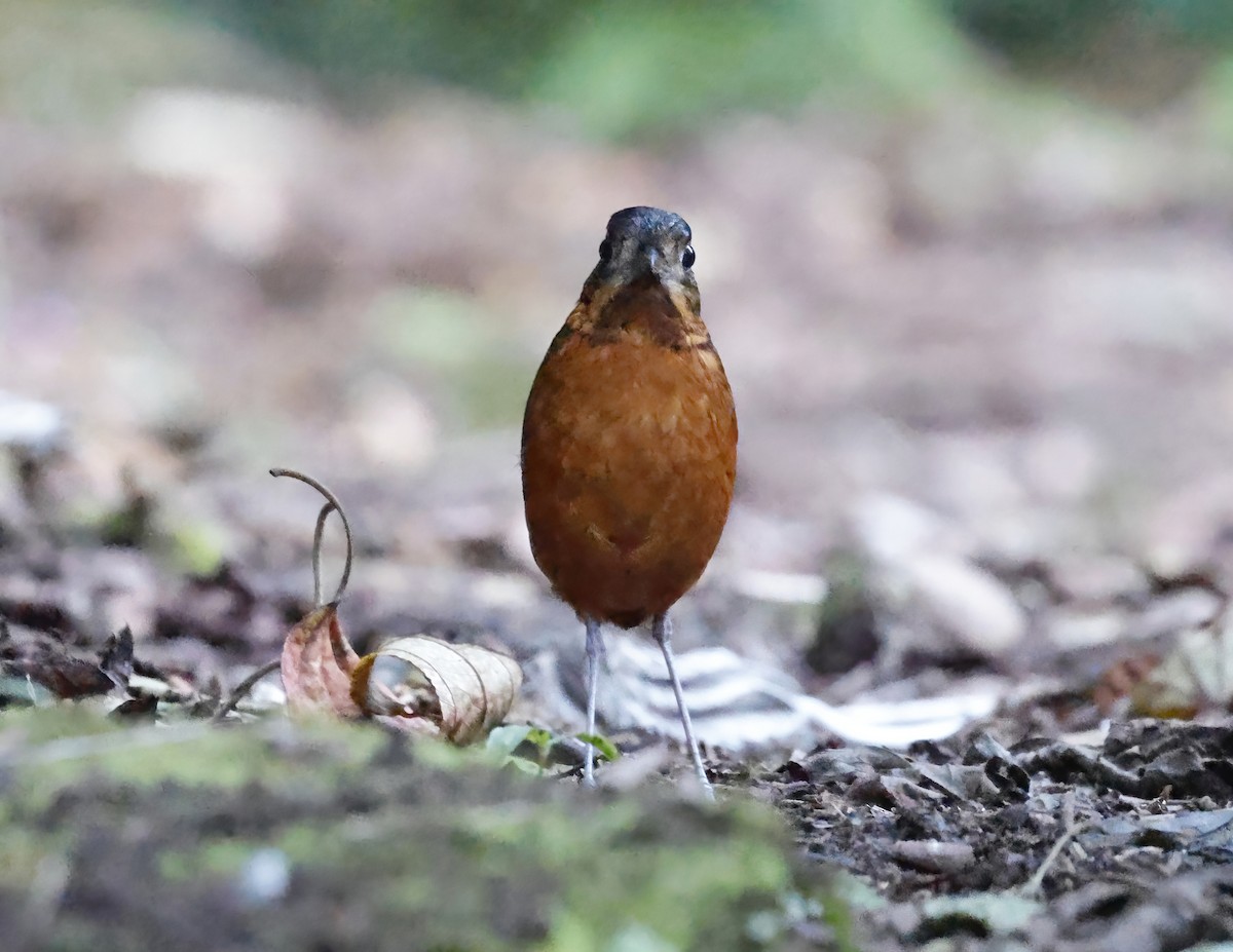 Scaled Antpitta - ML641217125