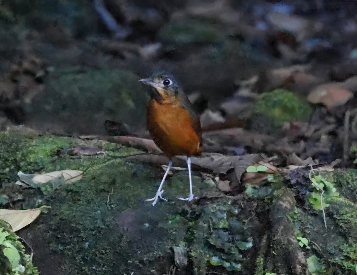 Scaled Antpitta - ML641217127