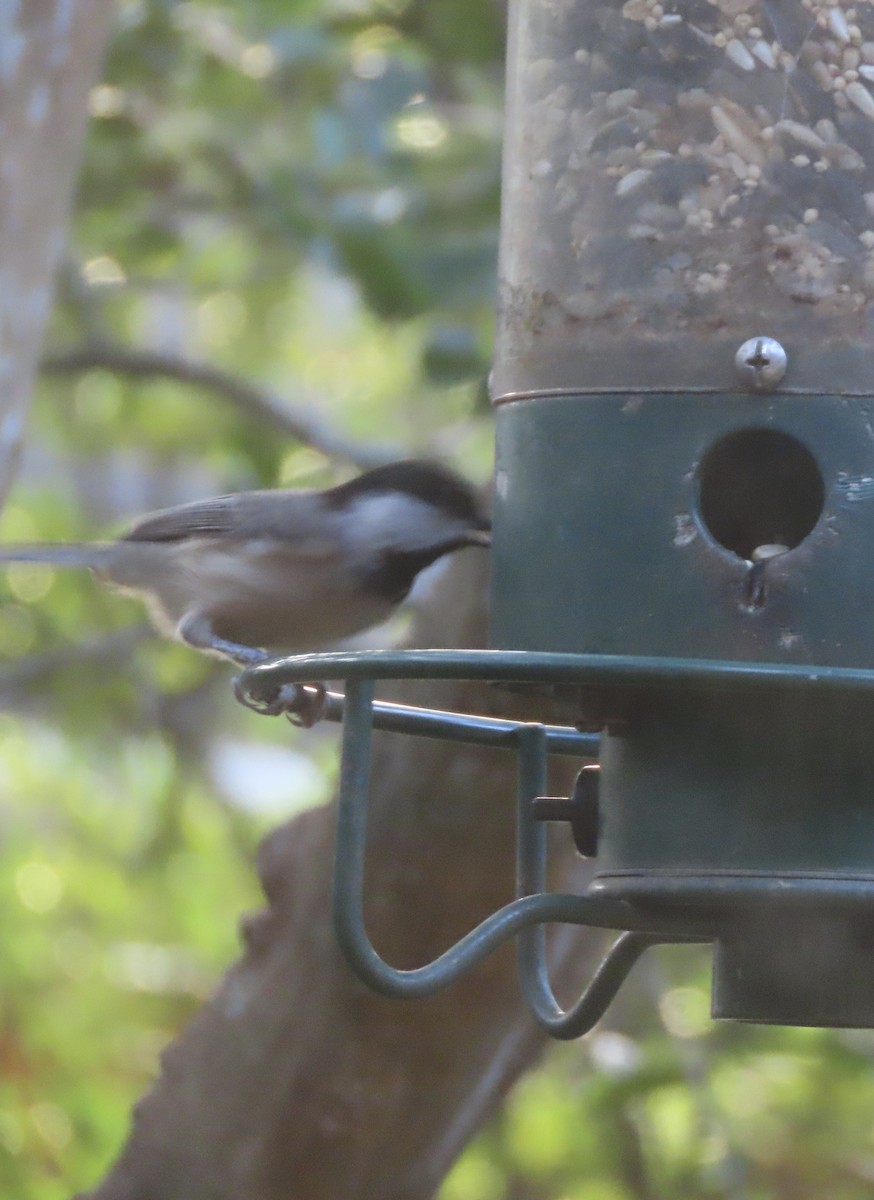 Carolina Chickadee - ML641217130