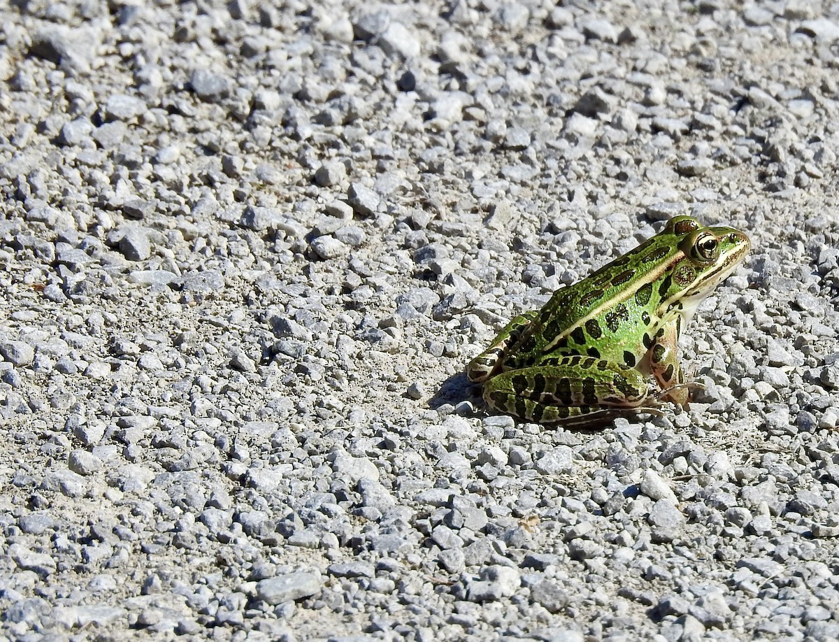 Animals - ML641217146