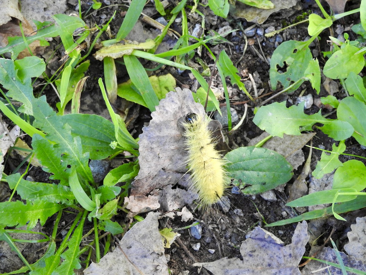 Animals - ML641217147