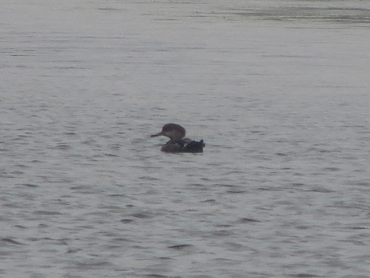 Hooded Merganser - ML641217151