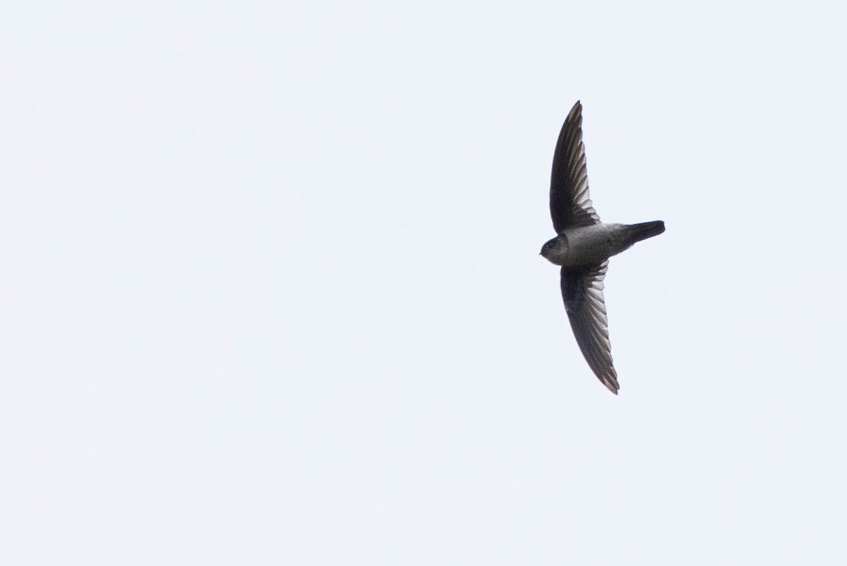 Aerodramus sp. - ML641217155