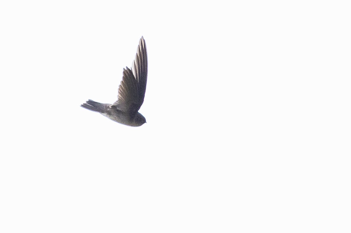Aerodramus sp. - ML641217157