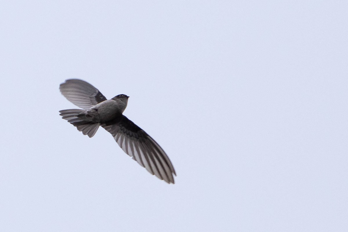 Aerodramus sp. - ML641217158