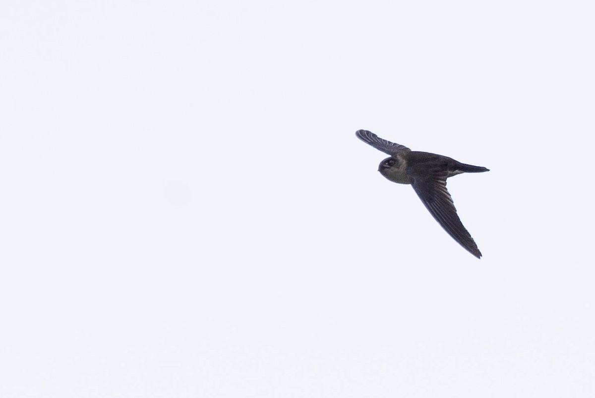 Aerodramus sp. - ML641217159