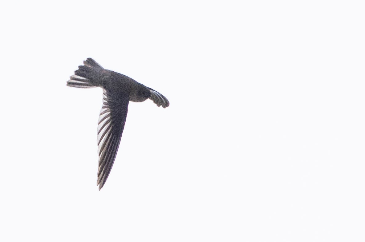 Aerodramus sp. - ML641217162