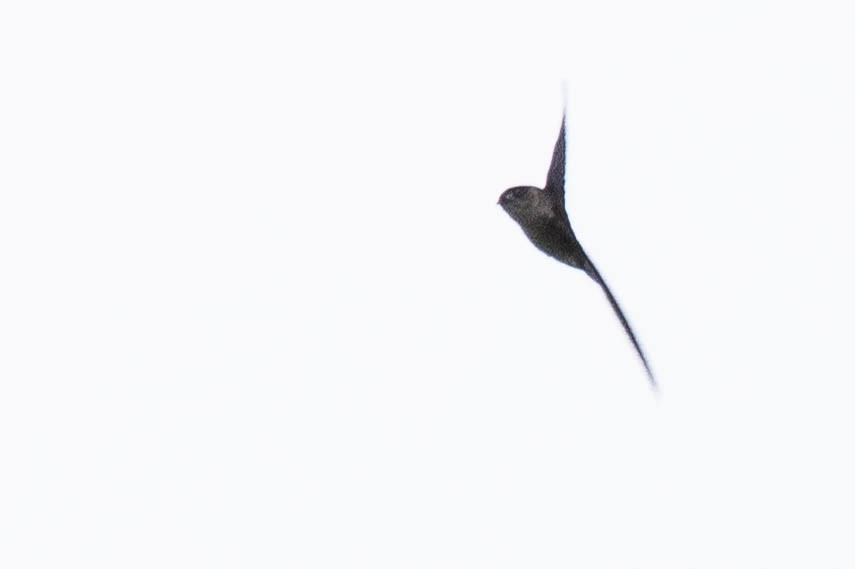 Aerodramus sp. - ML641217165