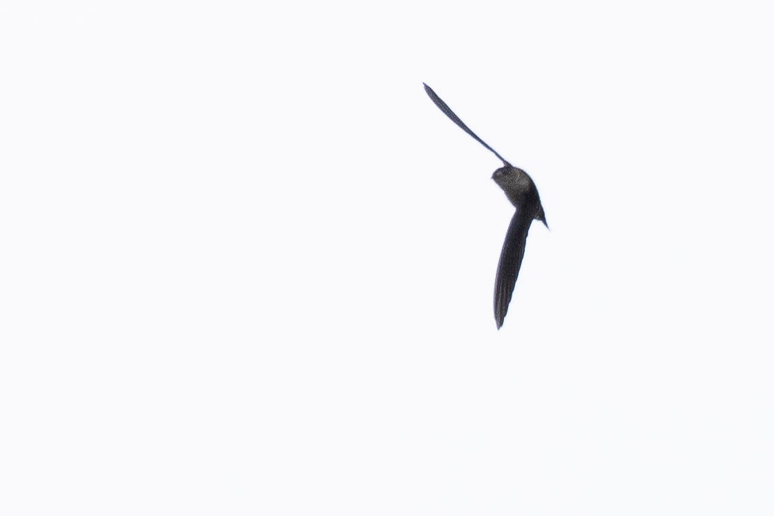 Aerodramus sp. - ML641217166