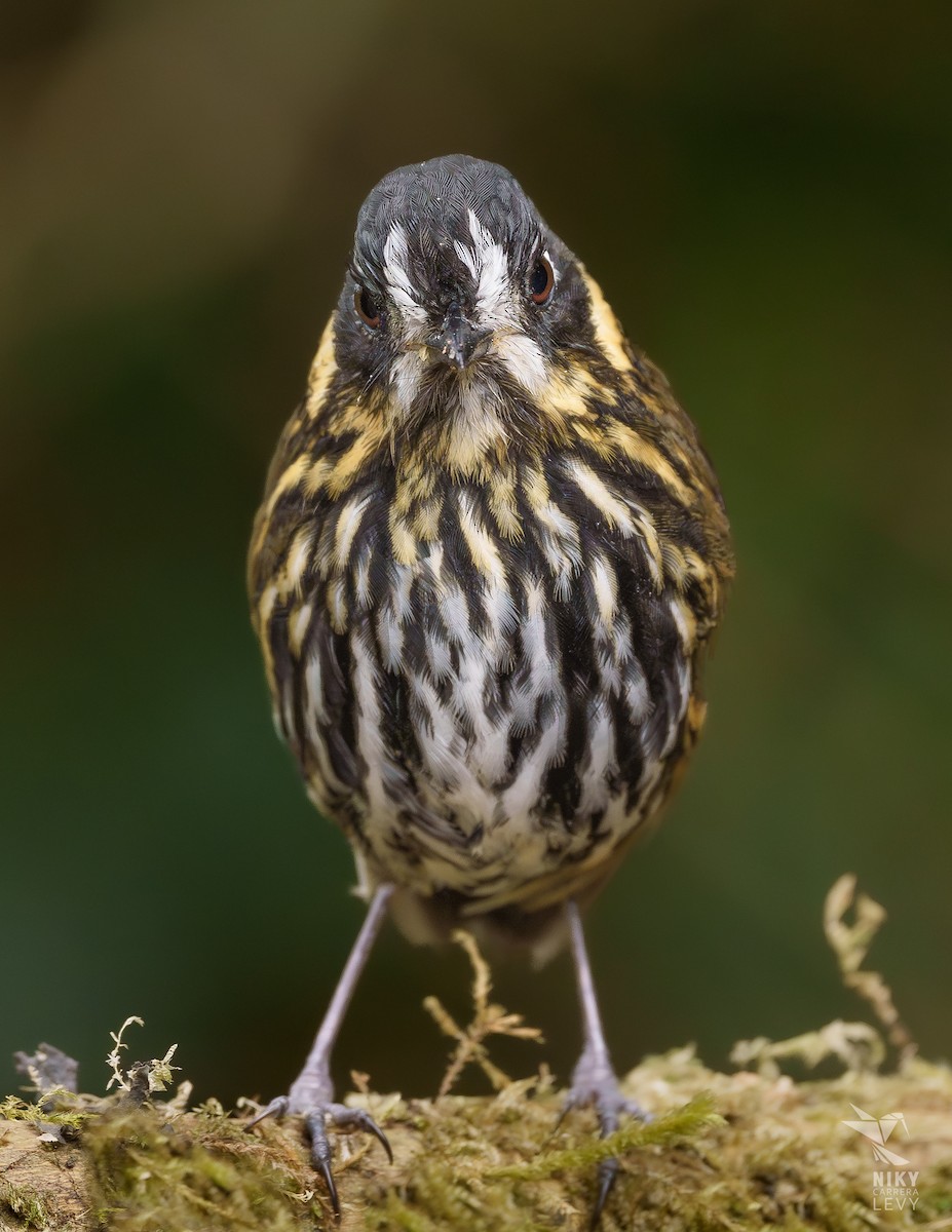 sigdmaurpitta - ML641217168