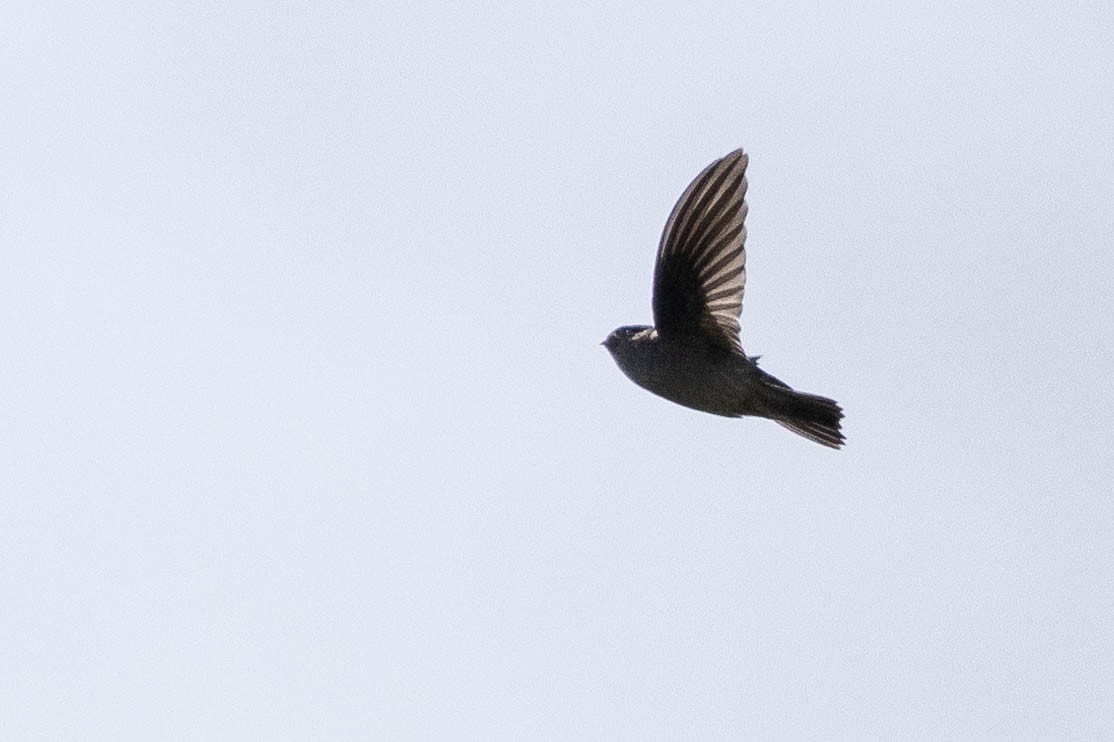 Aerodramus sp. - ML641217180