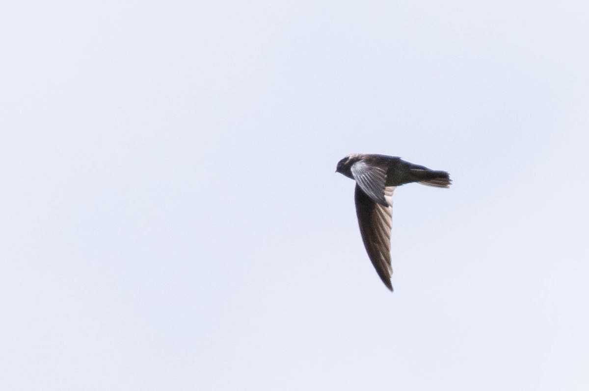 Aerodramus sp. - ML641217181