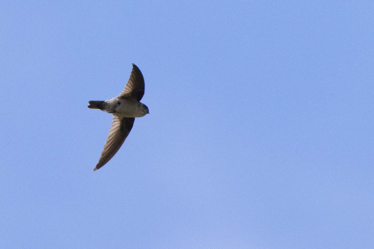 Aerodramus sp. - ML641217182